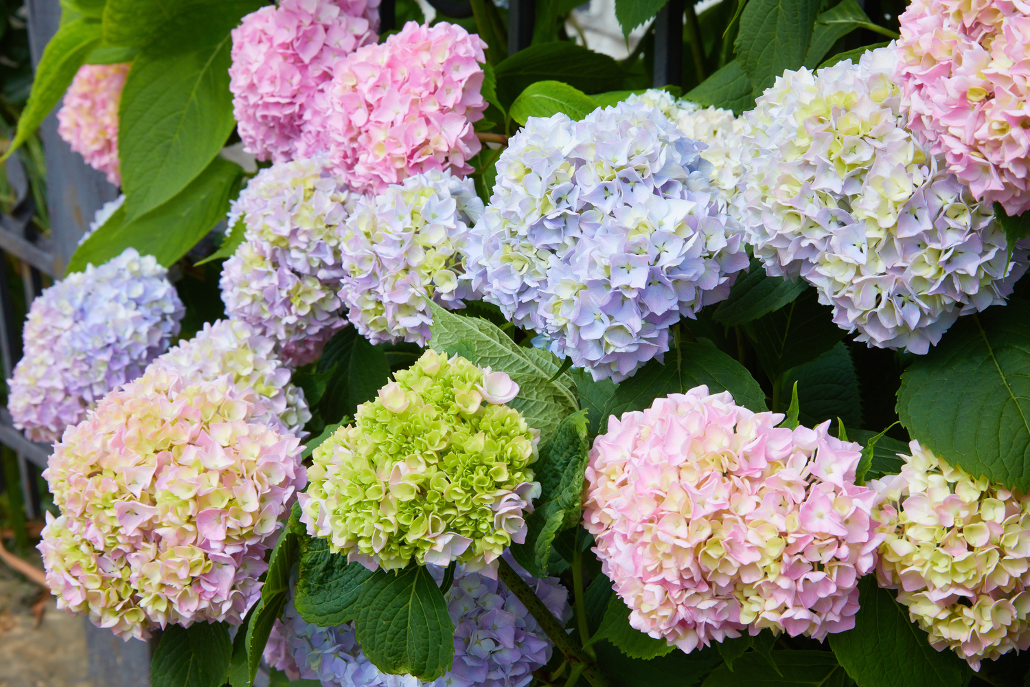 The Best Fertilizer for Hydrangeas – A Comprehensive Guide